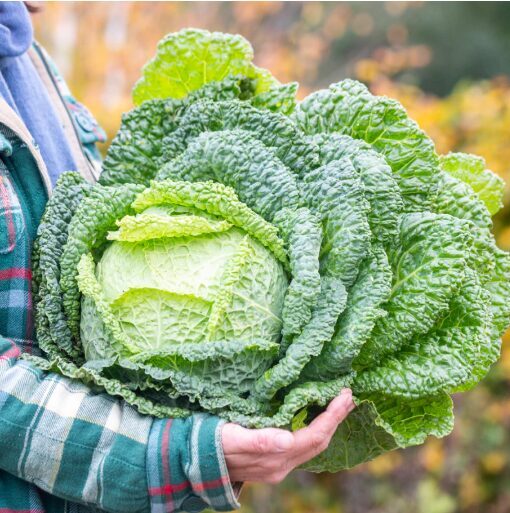 Savojas kāpostu sēklas